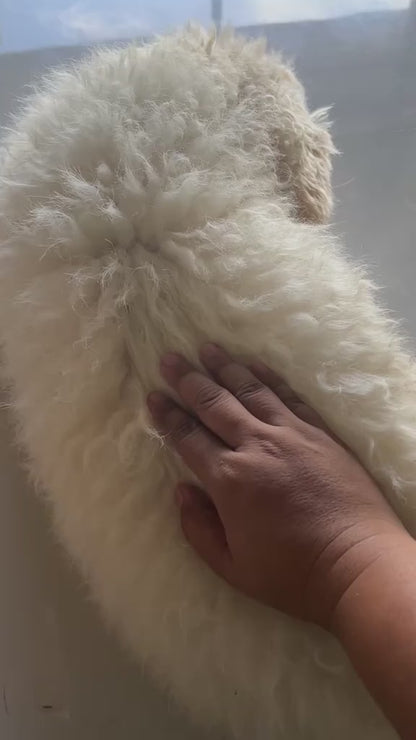 MÁQUINA PARA CORTAR EL PELO a Perros, Gatos y Mascotas. 🪒 🐶 😺 ¡Consiente a tu peludito!
